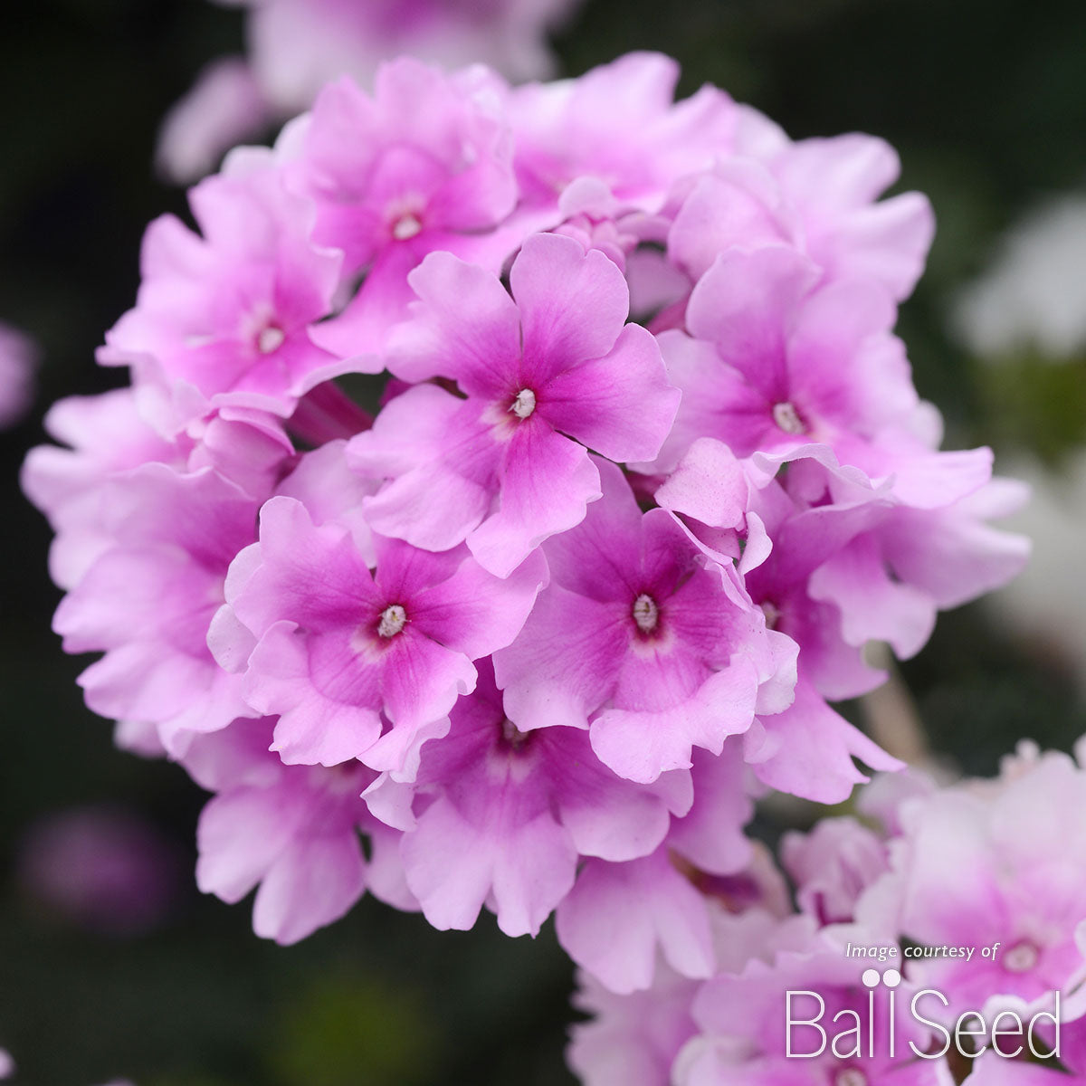 Verbena EnduraScape Pink Bicolor Qrt CF