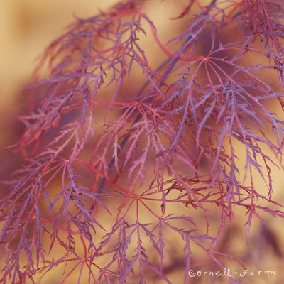 Acer p. Red Filigree Lace 1gal Japanese Maple