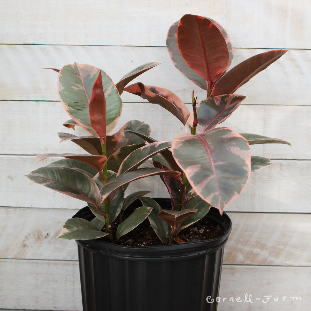 red ruby rubber tree Ficus elastica 10in Ruby Rubber Tree – Cornell Farm