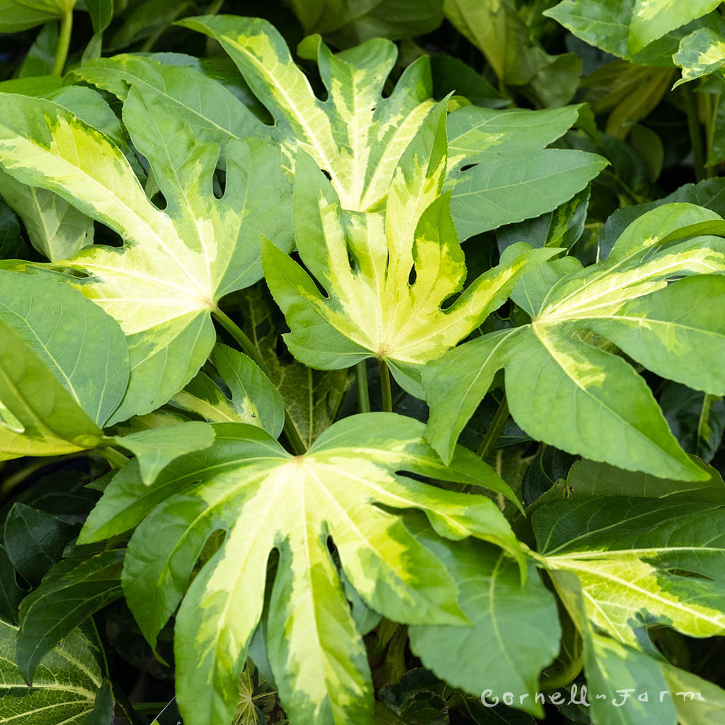 Cornell Farm Fatsia japonica