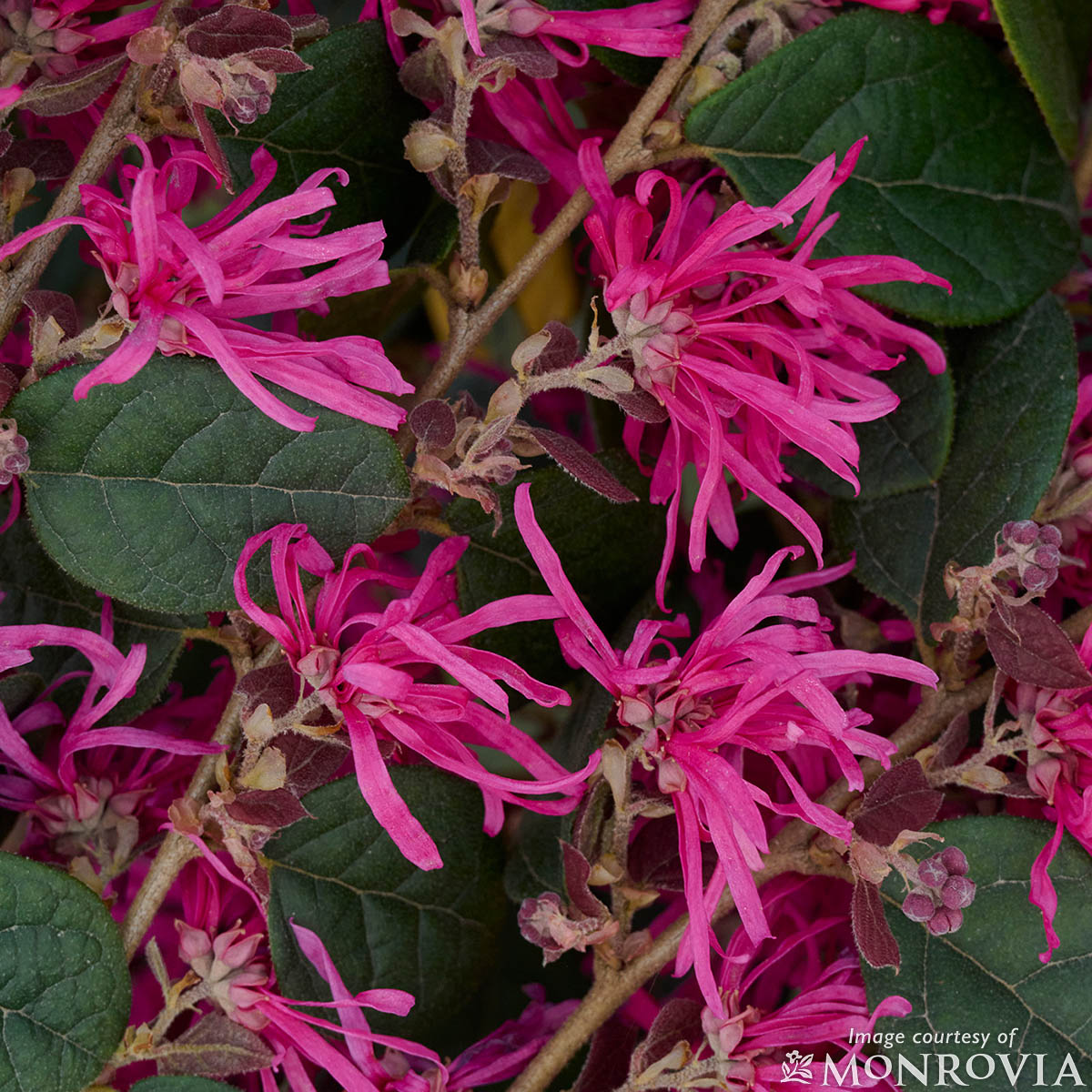 Loropetalum chinense Razzleberry 5gal Fringe Flower