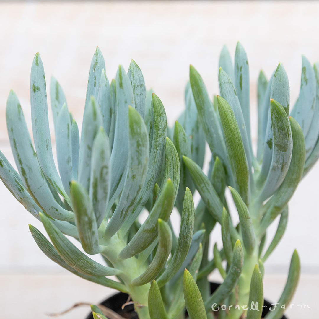 blue stick succulent Senecio talinoides 4in Blue Chalk Sticks – Cornell Farm