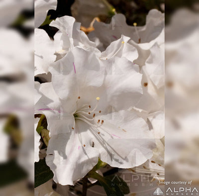 Azalea Autumn Lily 1gal Encore White