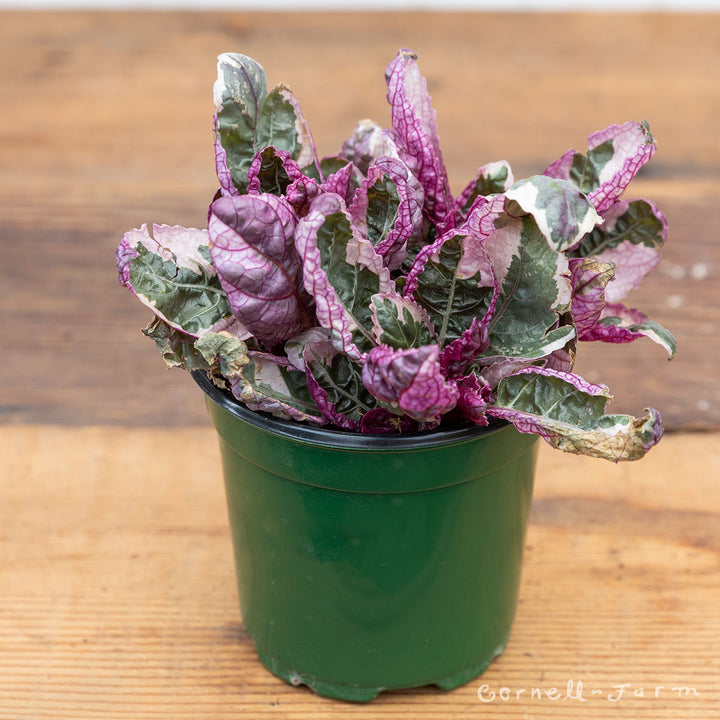purple waffle house plant Hemigraphis alternata 4in Purple Waffle Plant