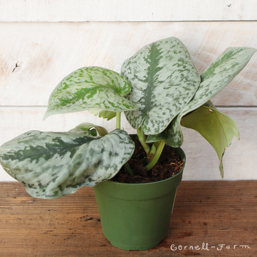 pothos satin scindapsus exotica Scindapsus pictus 4in Silver Satin Pothos Exotica