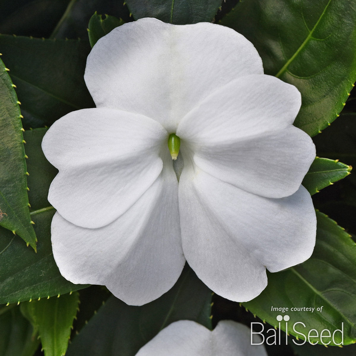 Impatiens-NG White ColorPower 4.25in CF