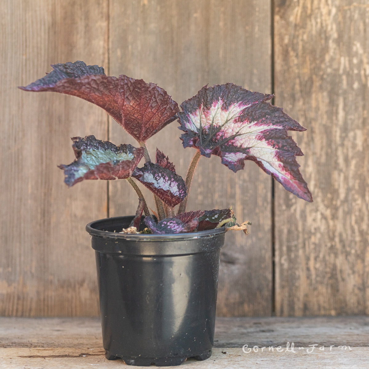 Begonia rex 4in Jurassic Silver Point