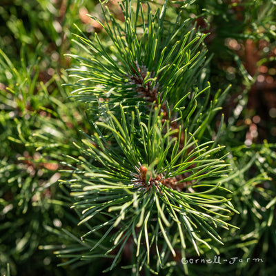 Pinus mugo var. mughus 3 gal Mugo Pine