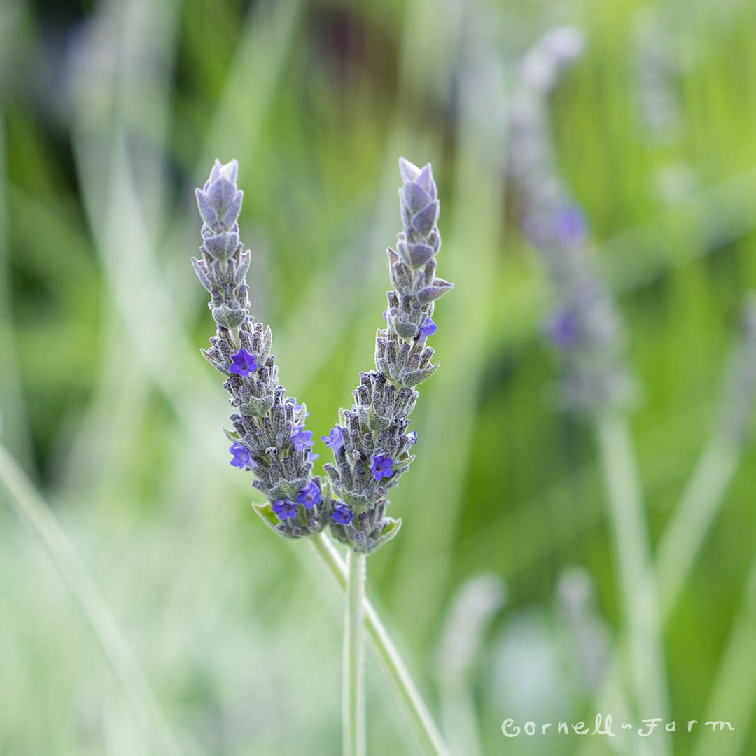 Lavandula Goodwin Creek 1gal Lavender – Cornell Farm