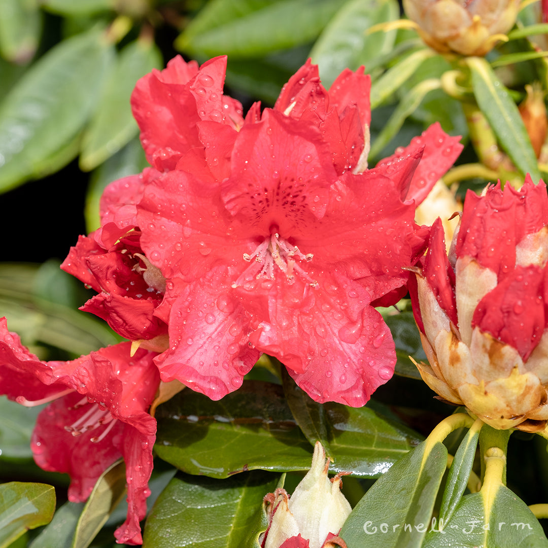 Rhododendron Jean Marie de Montague 24-30in – Cornell Farm
