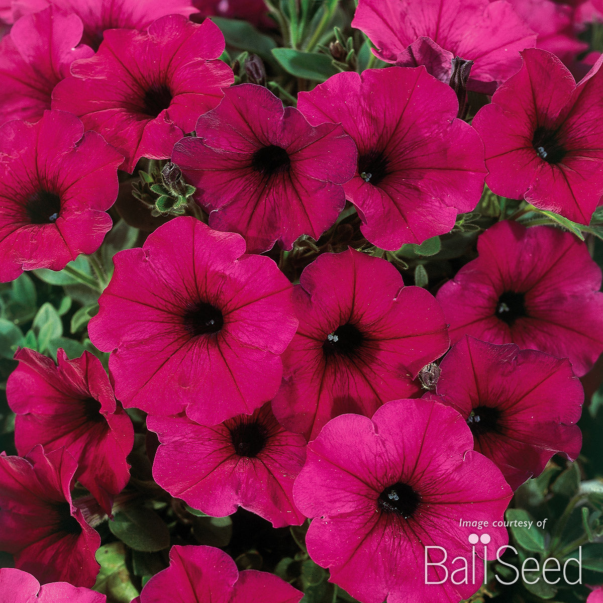 Petunia Electric Purple Headliner 4.25in CF