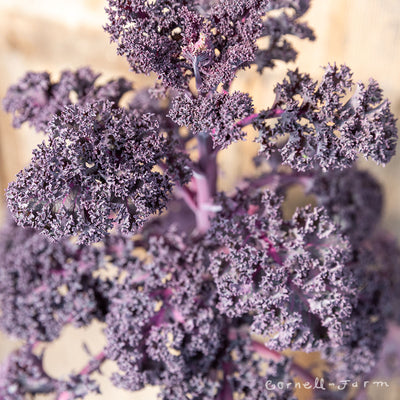 Kale Redbor 1gal CF