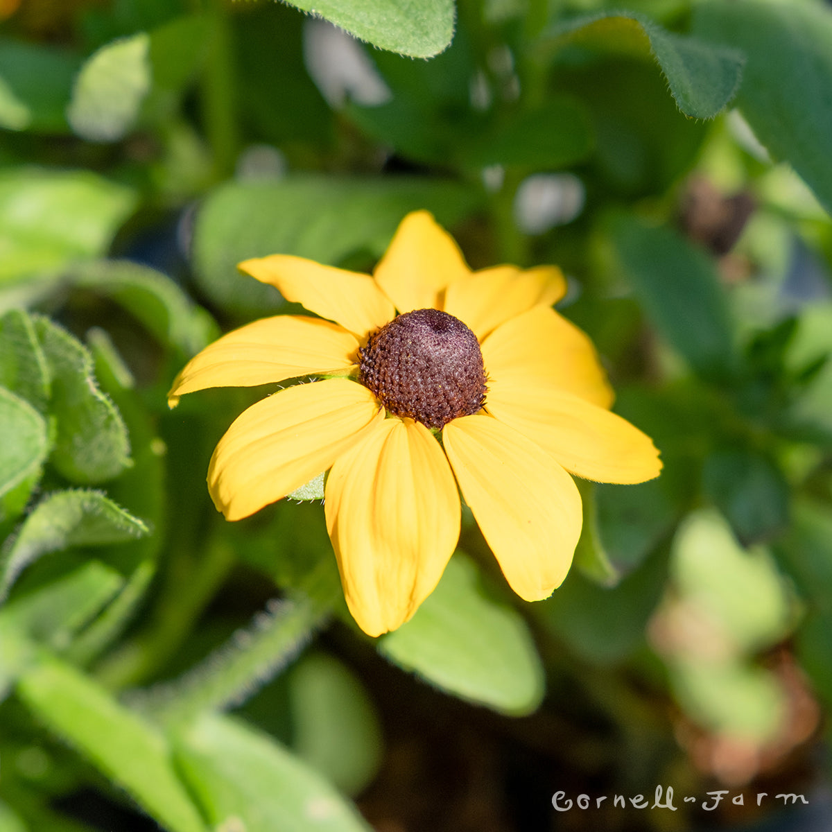 Rudbeckia hirta SmileyZ Speedy Qrt