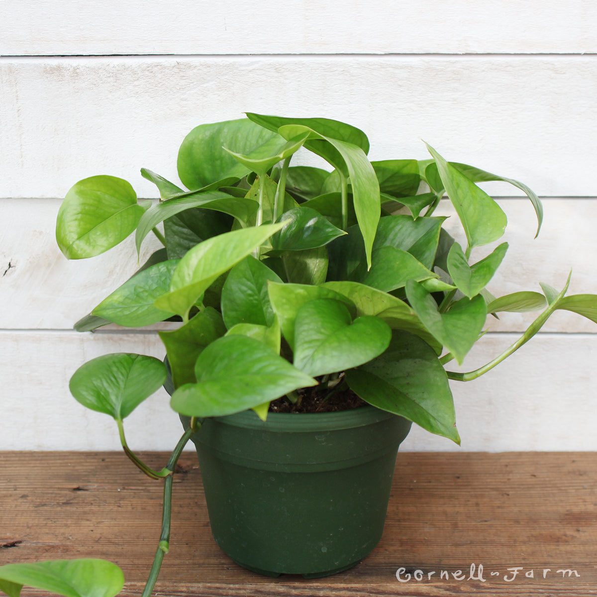 Epipremnum aureum 6in Jade Pothos