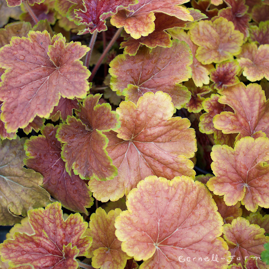 Heuchera Delta Dawn