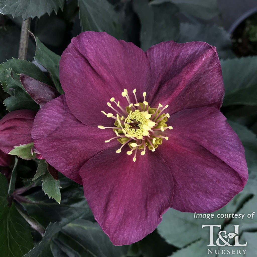 Ice Roses Etk Helleborus Ice N' Roses Early Red Qrt. – Cornell Farm