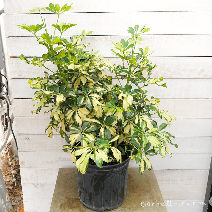 schefflera arboricola trinette Schefflera arboricola var. 10in Trinette – Cornell Farm