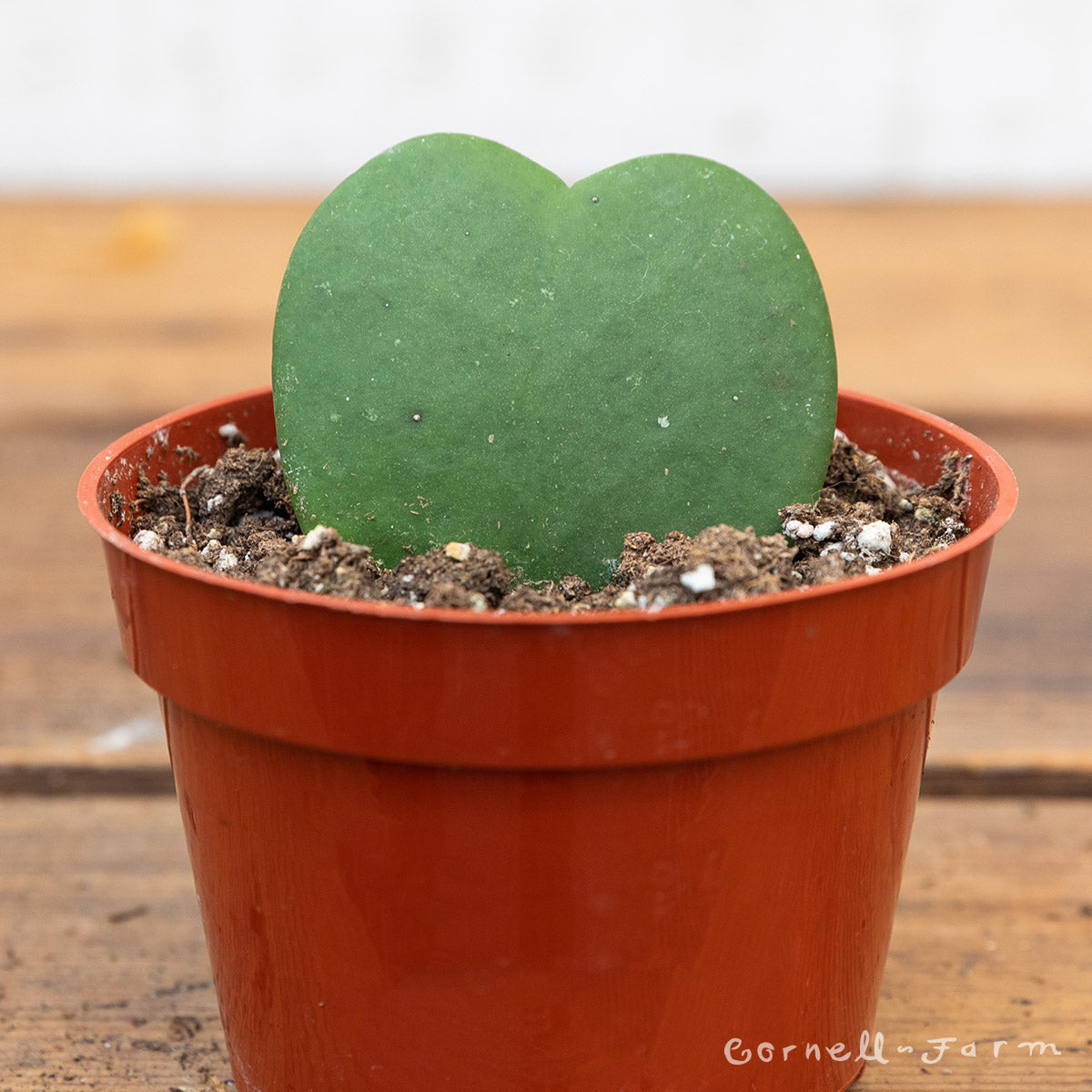 Hoya kerrii 4in Heart Hoya Leaf Only – Cornell Farm