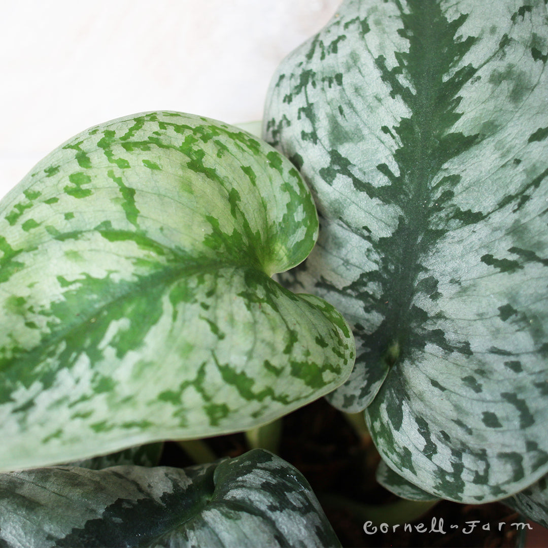 Scindapsus pictus 6in Argyraeus Silver Satin Pothos – Cornell Farm