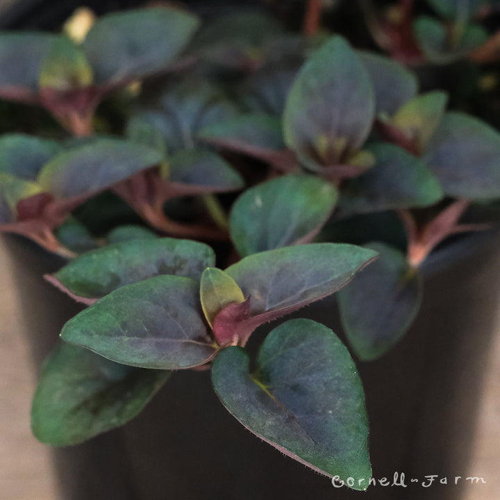 faf946420a795932d47c953f70c652