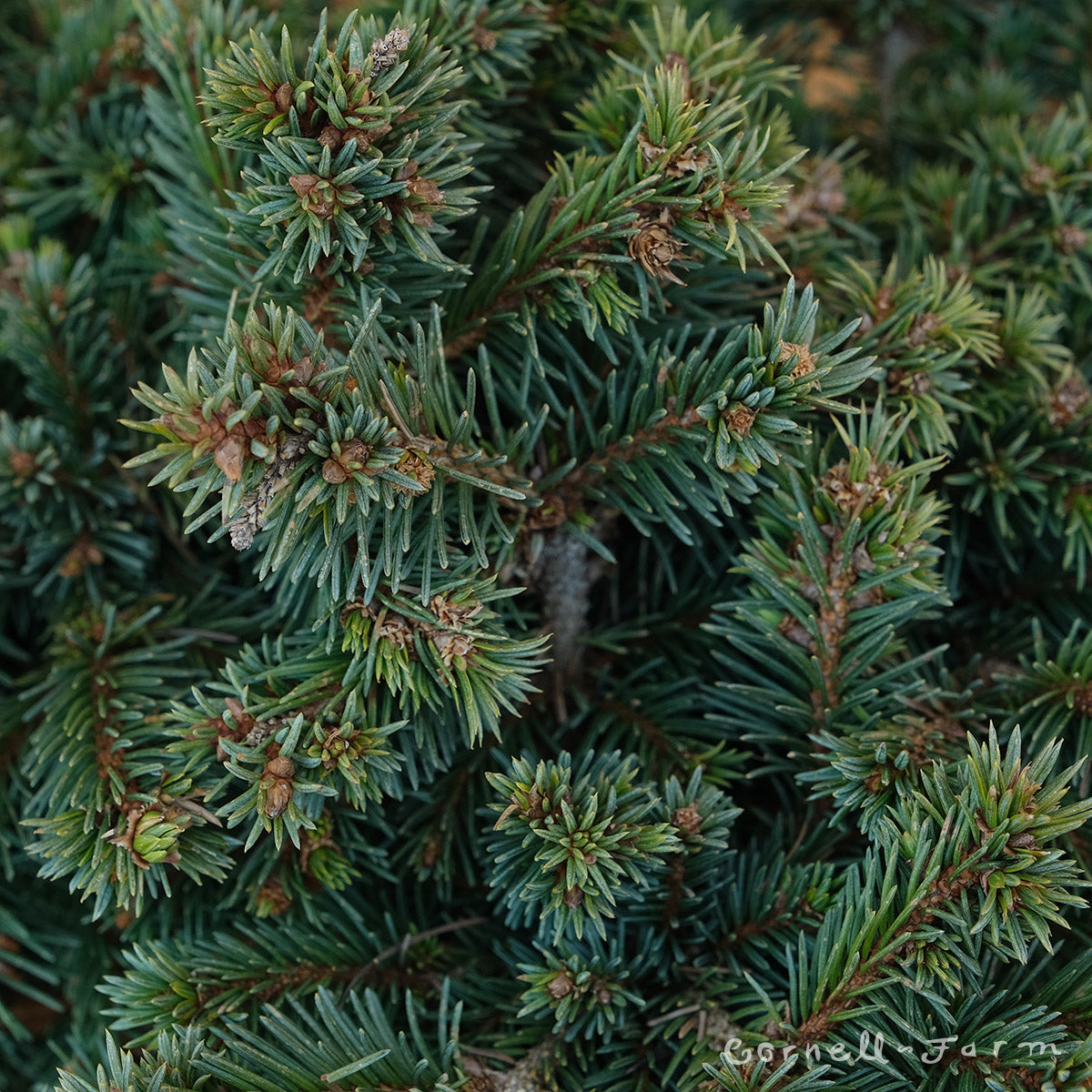 Picea abies Kellerman's Blue Cameo 3 gal Norway Spruce