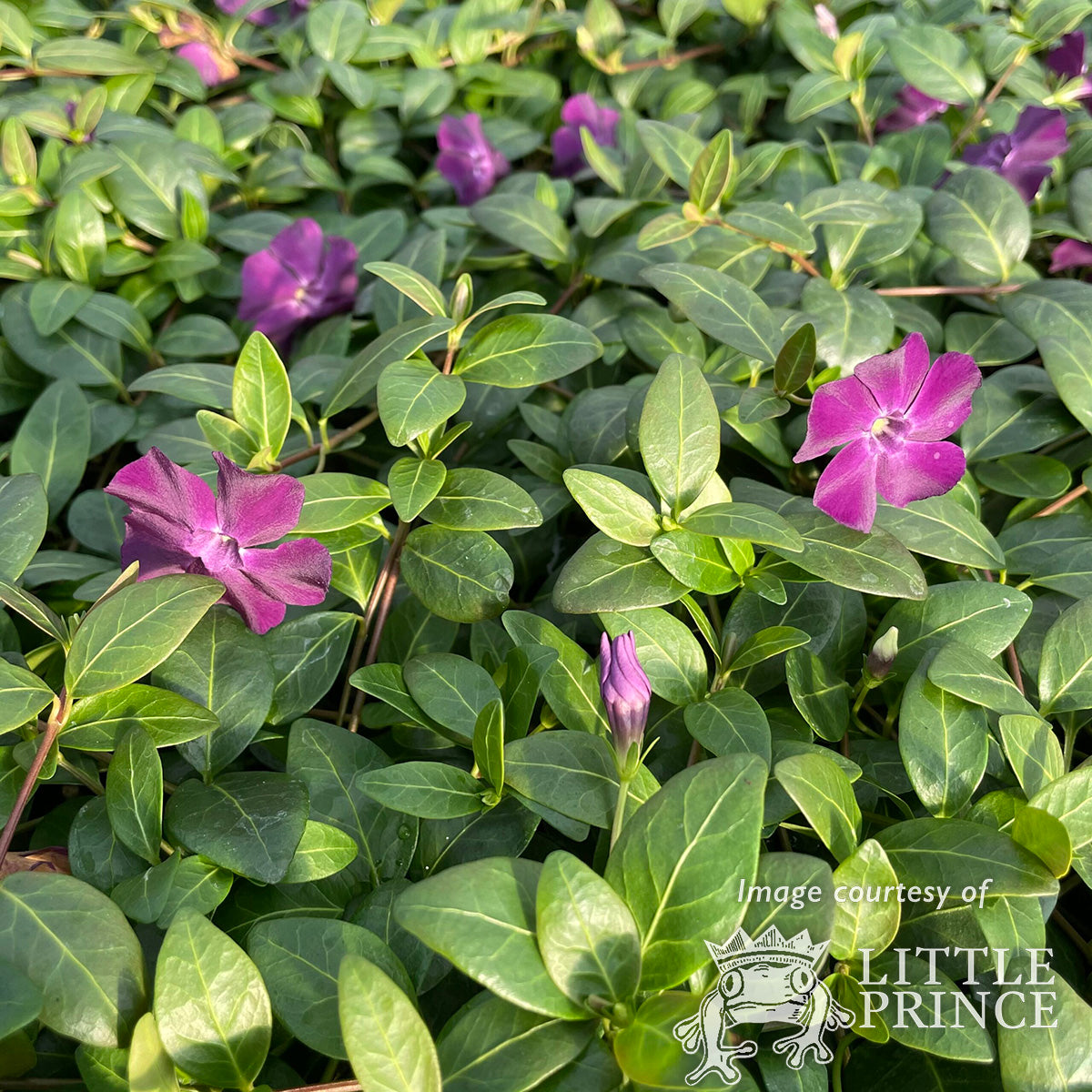 Vinca minor Atropurpurea 4in