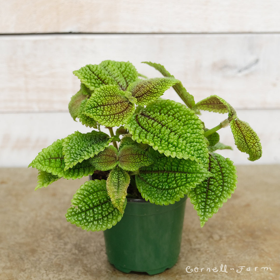moon valley house plant Pilea mollis 4in Moon Valley