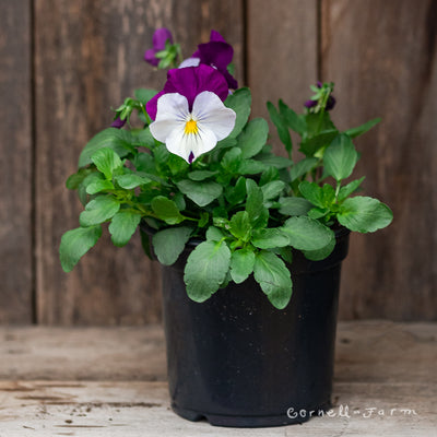Pansy Cool Wave Berries 'N Cream Mix Qrt.