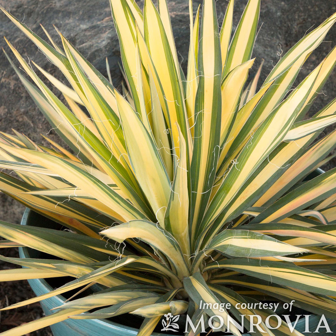 Yucca f. Color Guard Qrt. – Cornell Farm
