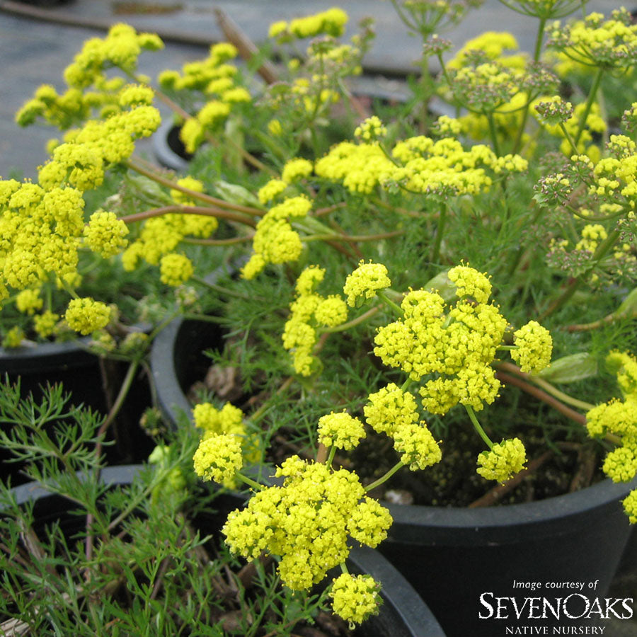 Lomatium utriculatum 4in Spring Gold