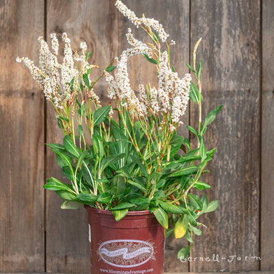 Persicaria affinis 1gal