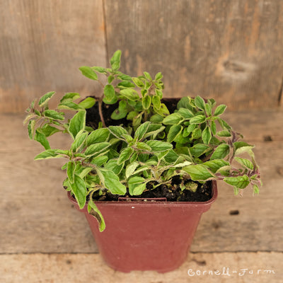 Marjoram Hardy 4in