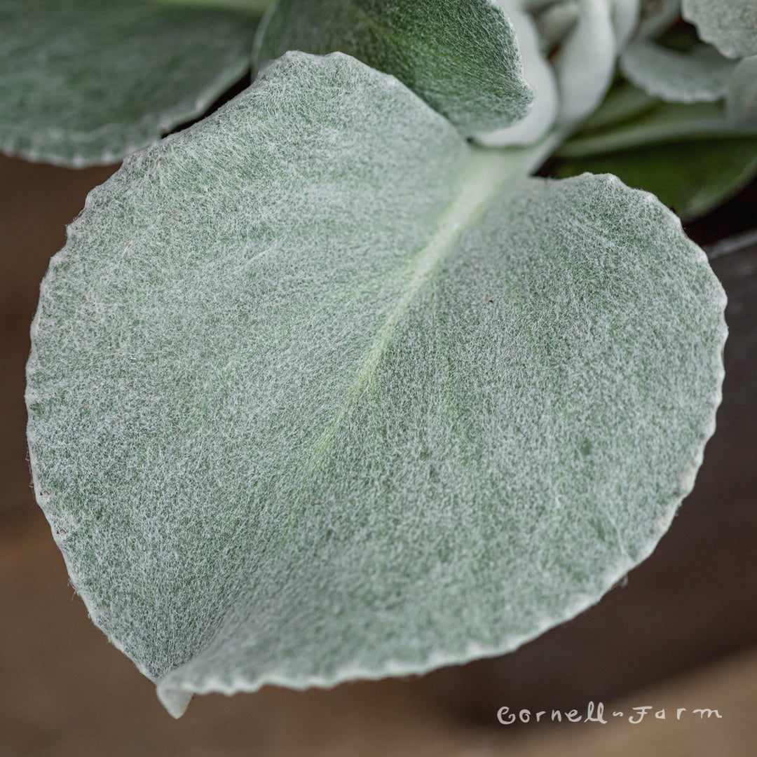 angel wings succulent for sale Senecio candicans Angel Wings 1gal – Cornell Farm