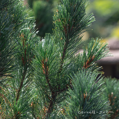 Pinus cembra Glauca Nana 30-36in.