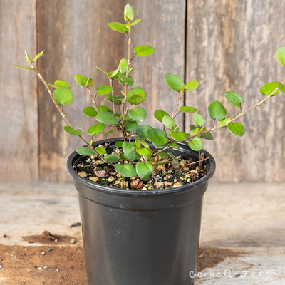 Muehlenbeckia Large Leaf 4.25in Wire Vine CF