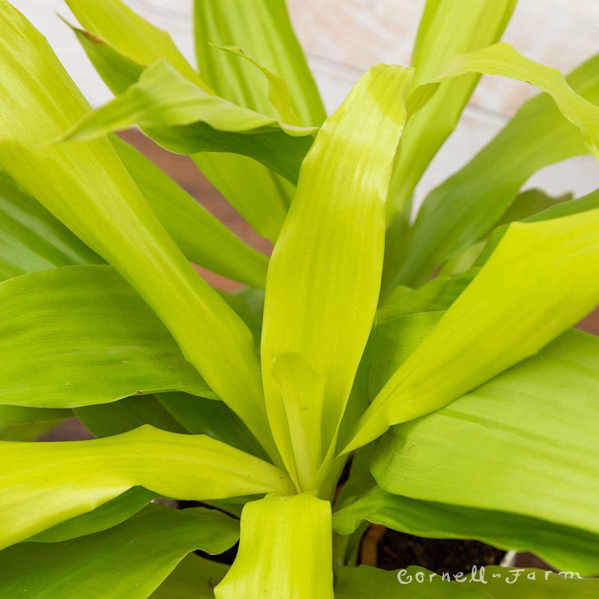 Dracaena fragrans 6in Limelight