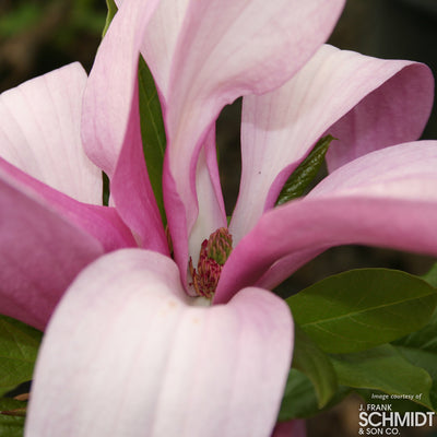 Magnolia l. x stellata Susan 7gal