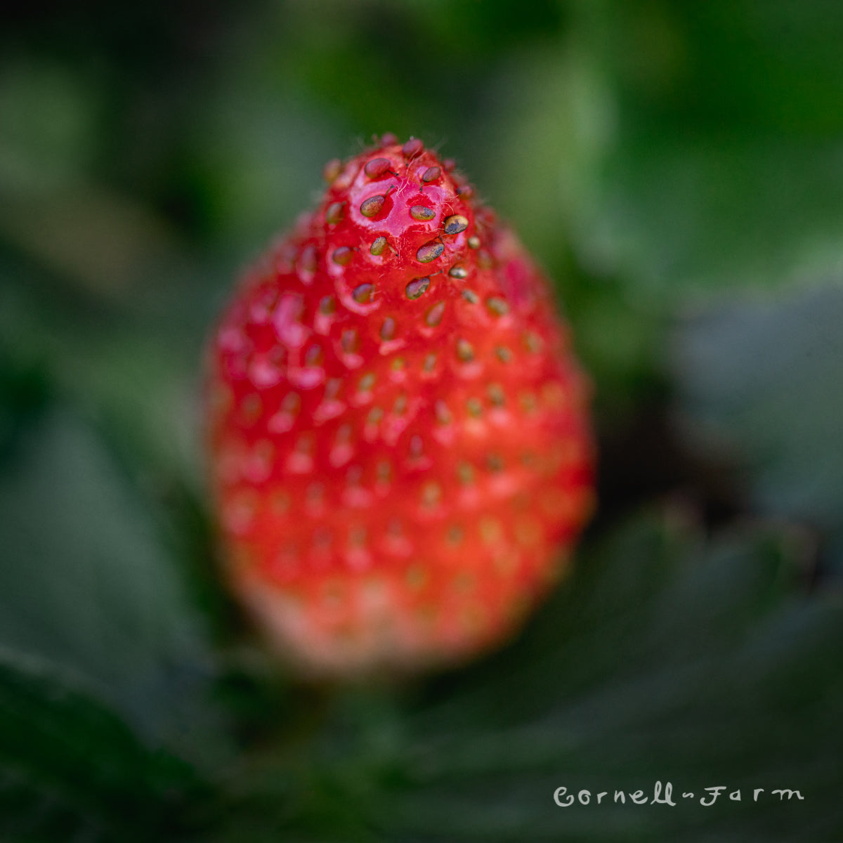 Strawberry Tristan Qrt. - Fragaria CF