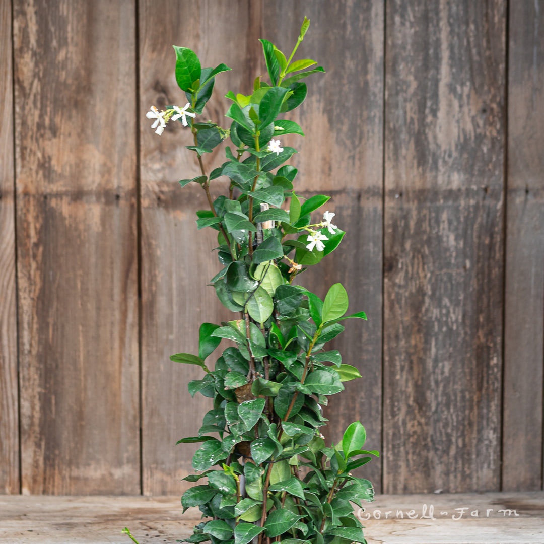 Trachelospermum jasminoides 2gal ST Star Jasmine – Cornell Farm