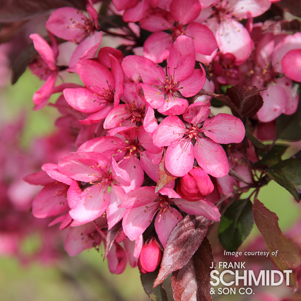 Malus Royal Raindrops Crabapple