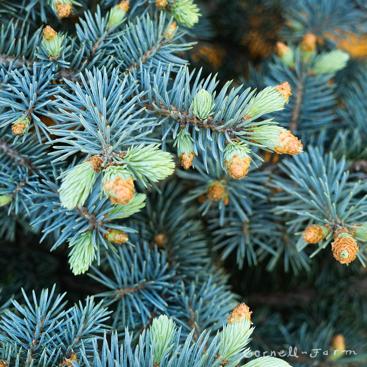 Picea p. Avatar 3gal Blue Spruce