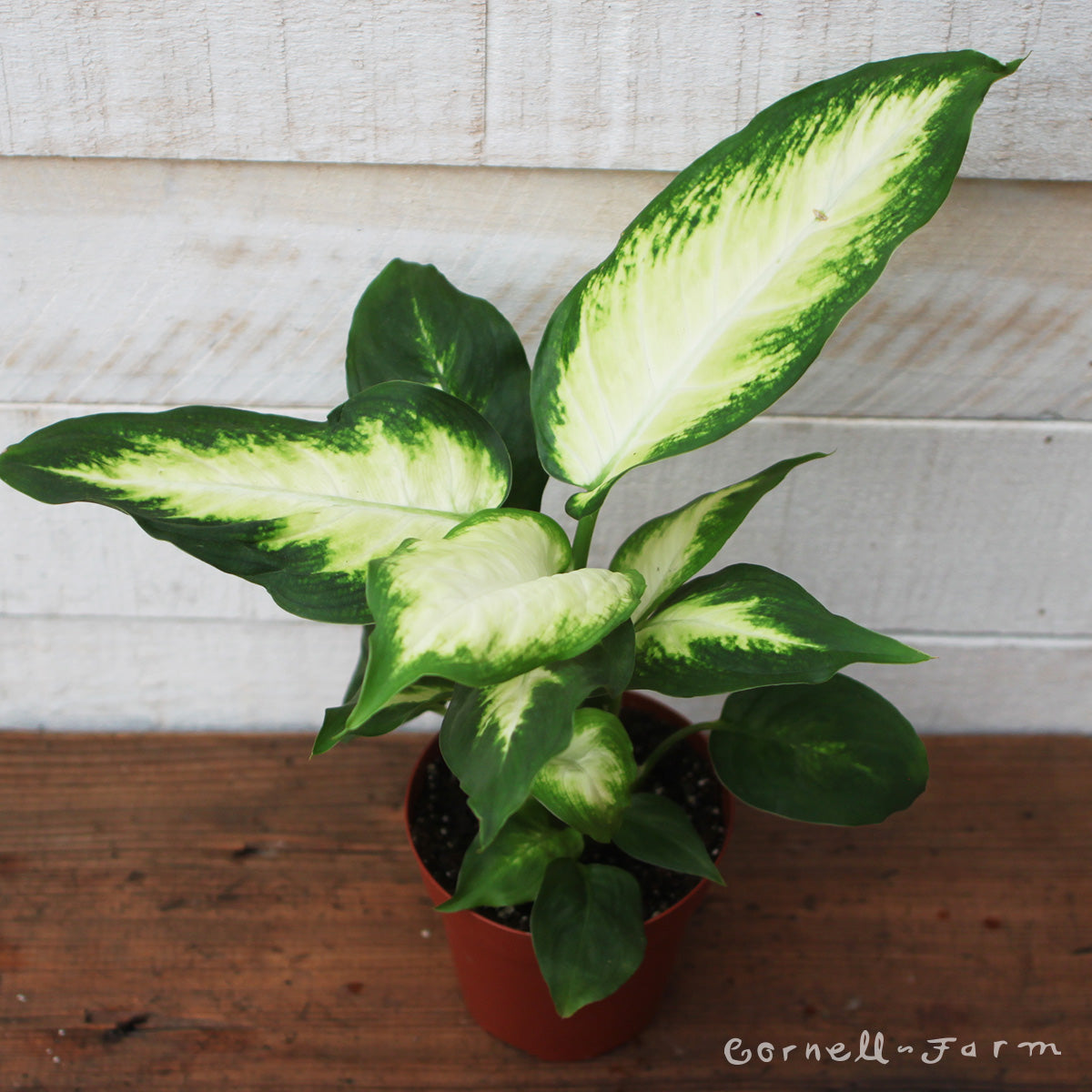 dieffenbachia maculata camille Dieffenbachia maculata 4in Camille