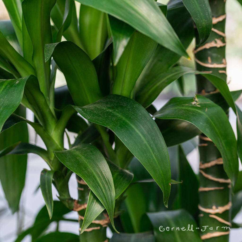 dracaena laxissima Dracaena Black Beauty 12in (5-6ft) – Cornell Farm