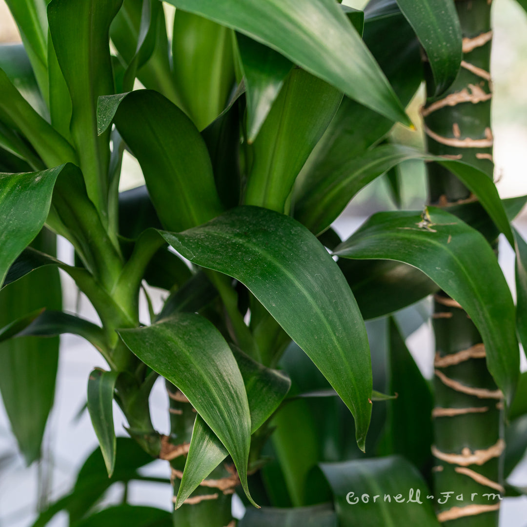 dracaena acaulis baker Dracaena Black Beauty 12in (5-6ft) – Cornell Farm