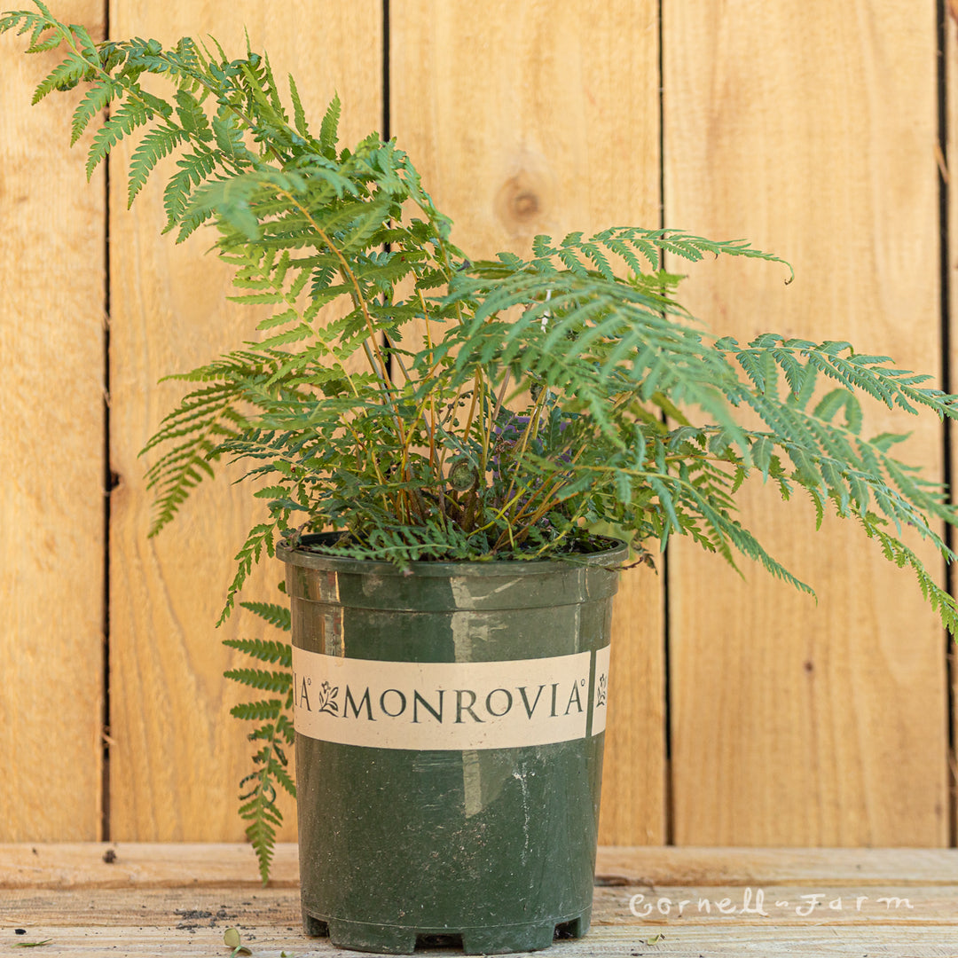 Dicksonia antarctica 1gal TASMANIAN TREE FERN – Cornell Farm