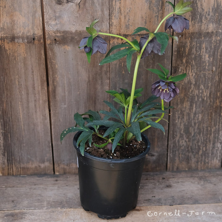 sullen JAREY ニットポロ　black&blue ours ローズ Versona | peony petals sweater