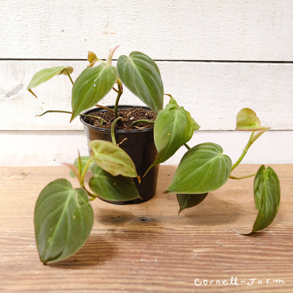 Cornell Farm Philodendron Micans