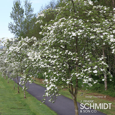 Cornus Eddie's White Wonder 7gal 6ft Dogwood Tree