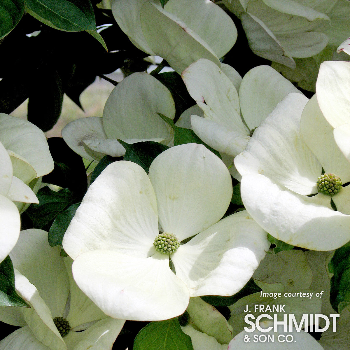 Cornus x Venus 10gal Dogwood Tree white