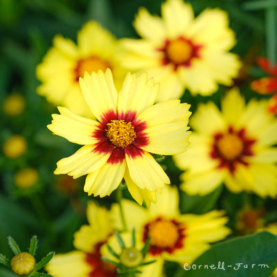 Coreopsis Uptick Yellow Red 1gal